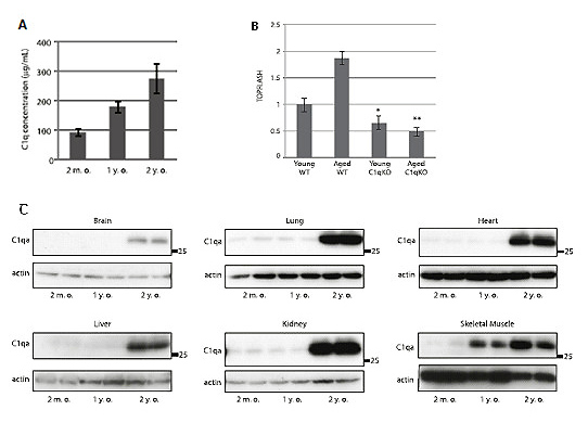 http://www.med.keio.ac.jp/gcoe-stemcell/treatise/img/img_20130319_01_01.jpg